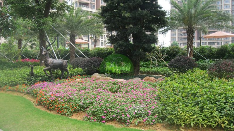办公室大型绿植租赁，如何选择合适的规格？**