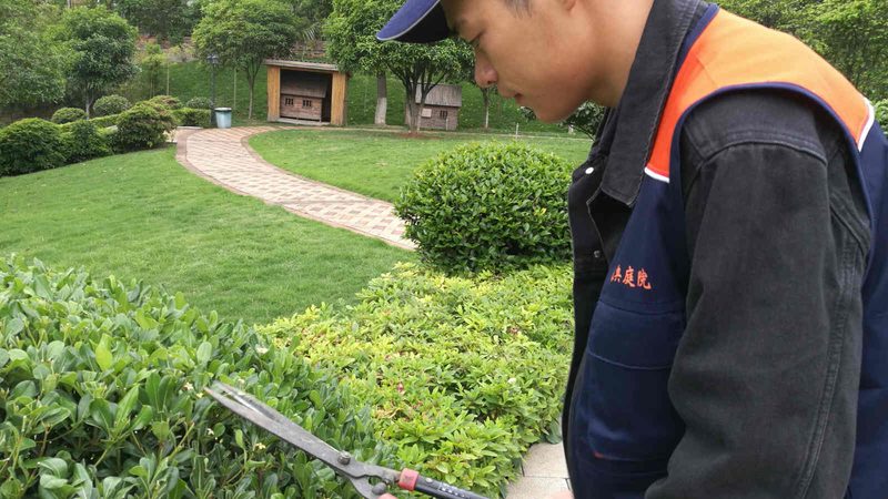 成都草坪铺设后养护全攻略：关键步骤与注意事项
