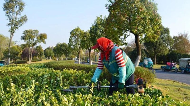绿化病虫害防治药剂：如何选择性价比高的产品**